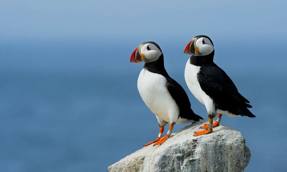 Atlantic Puffin