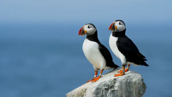 Atlantic Puffin