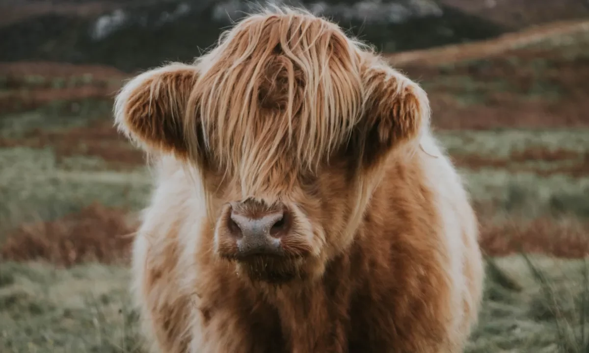 Highland