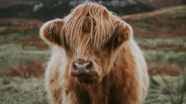 Highland