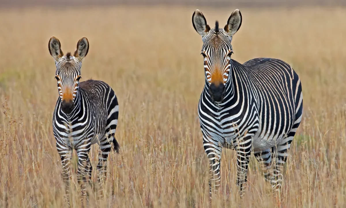 Zebras wallpaper