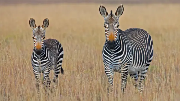 Zebras wallpaper