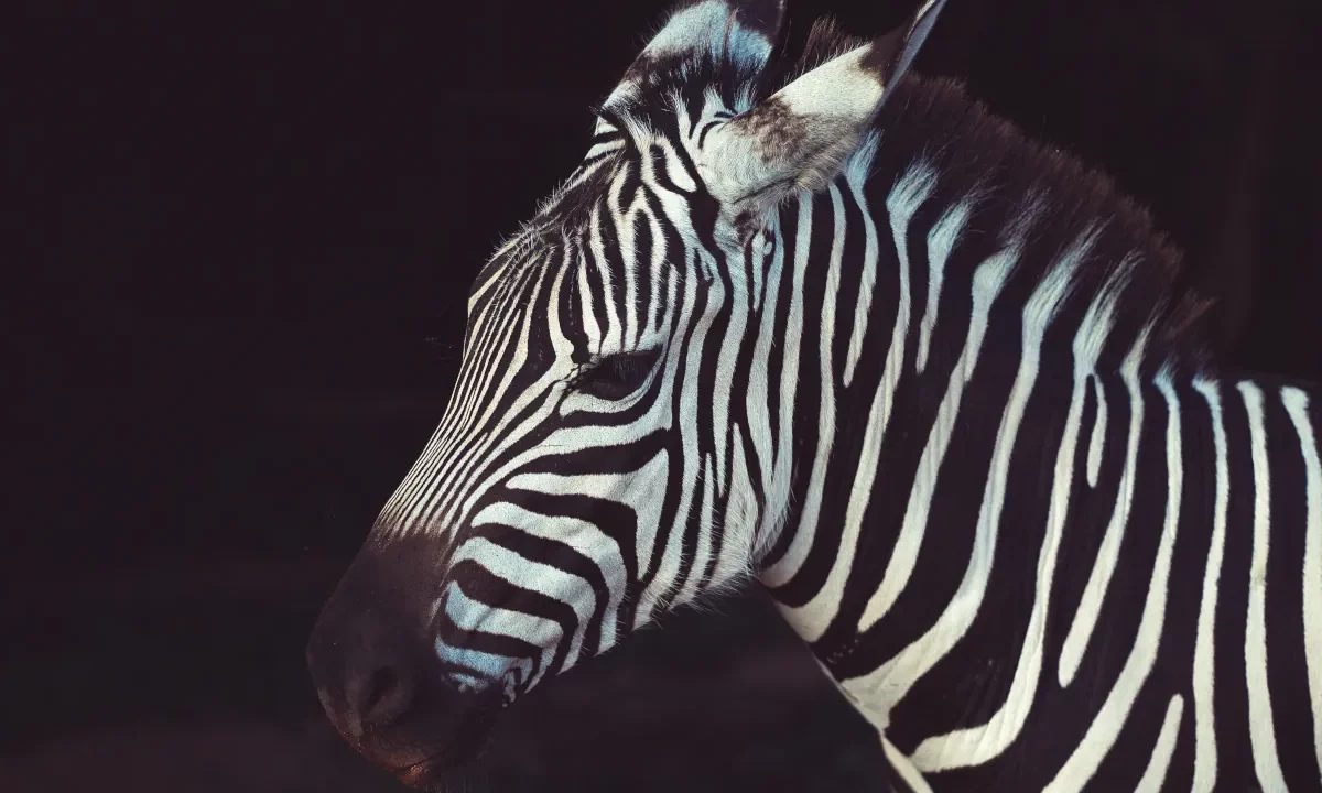 Zebra wallpaper