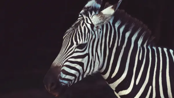 Zebra wallpaper