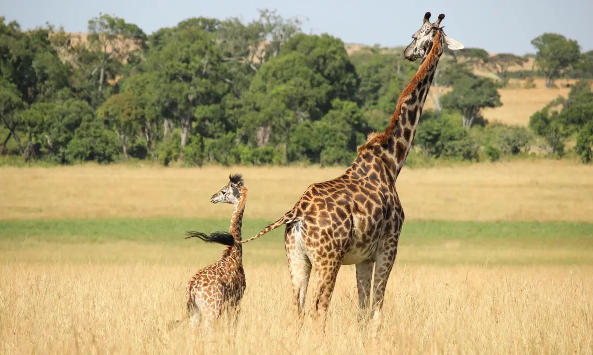 Giraffes wallpaper