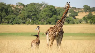 Girafes