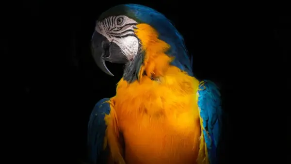 Dark Parrot Photograph