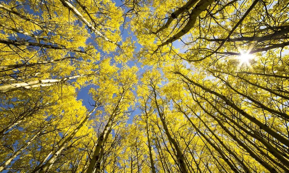 Forest