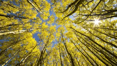 Foret