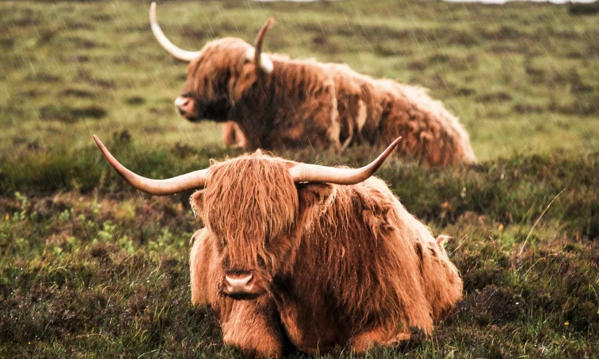 Highland