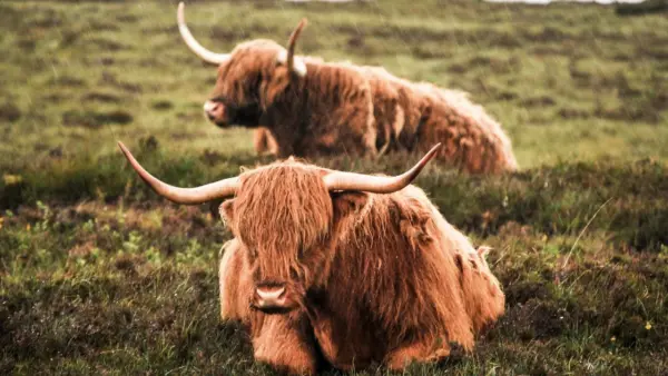 Highland