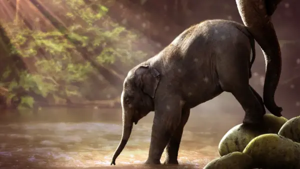 Elephant Photography