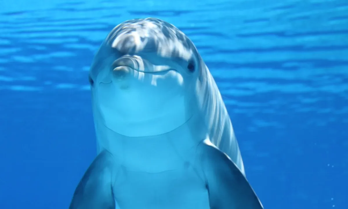 Dolphin wallpaper