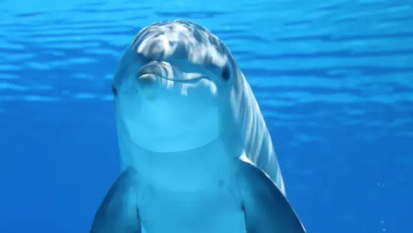 Dolphin wallpaper