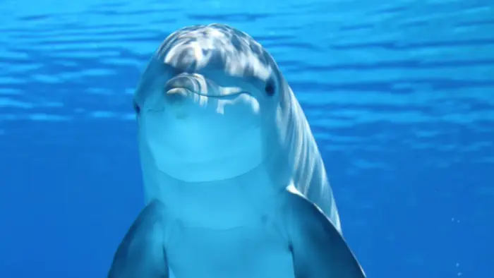 Dolphin wallpaper