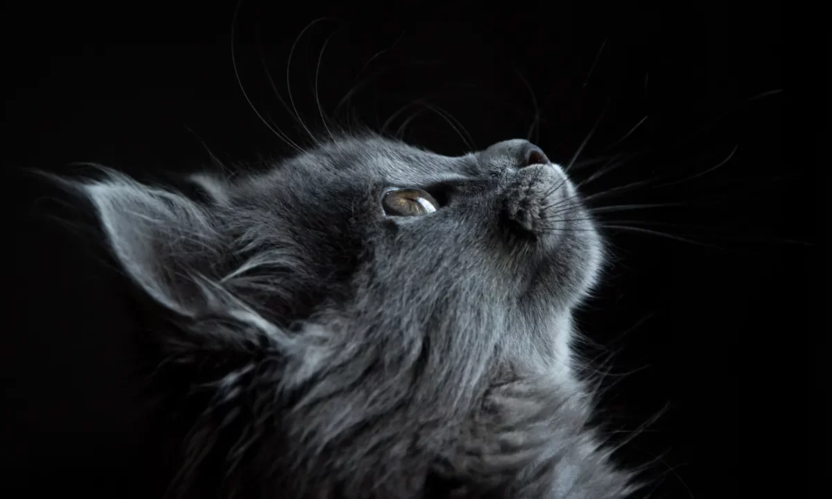 Chat