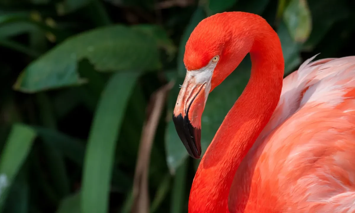 Flamant des Caraïbes