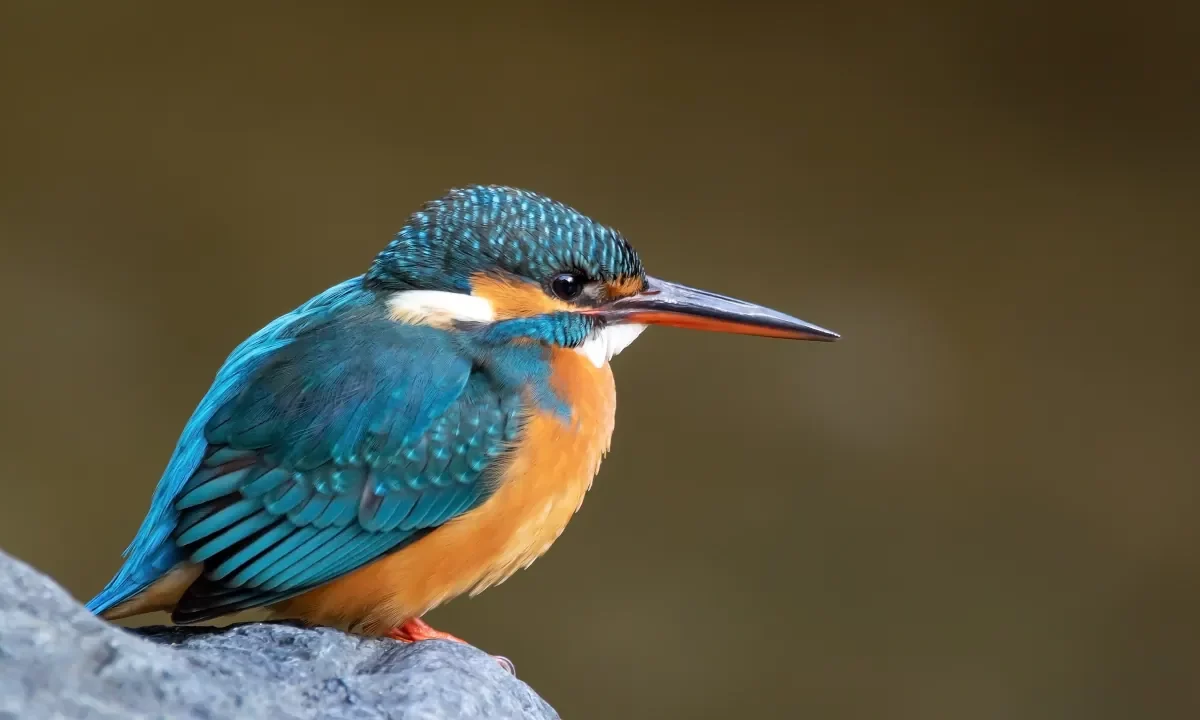 Bird cute