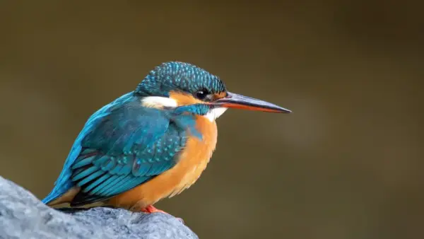 Bird cute