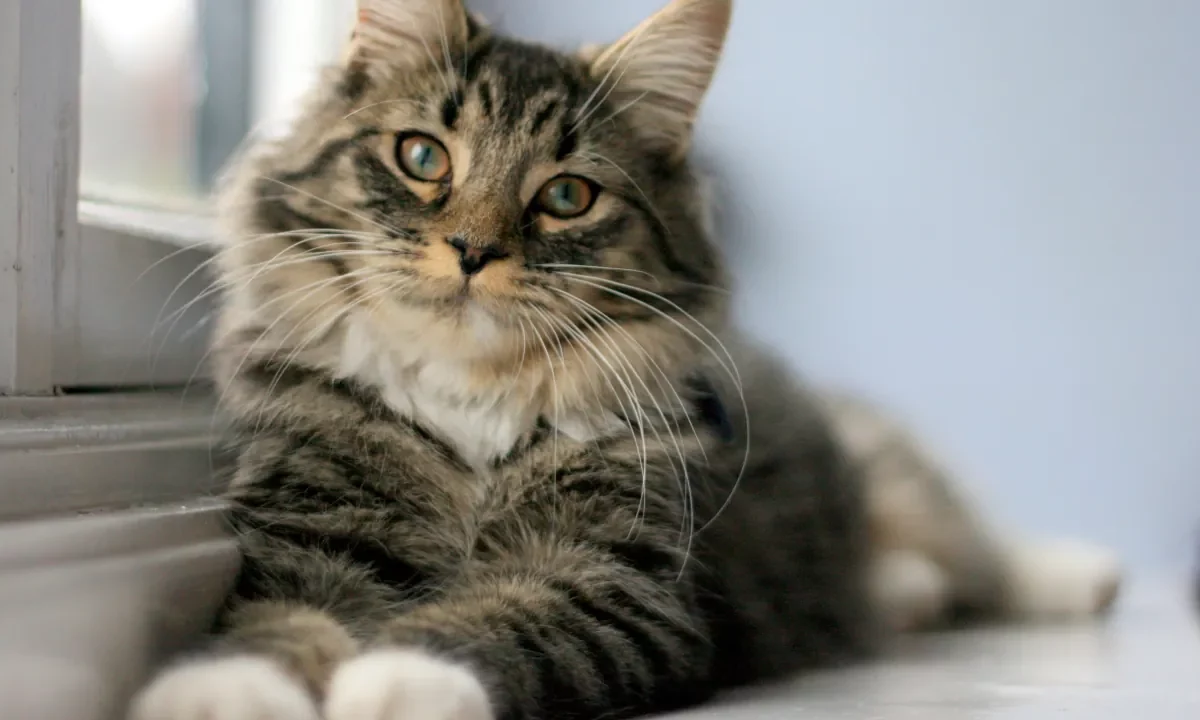 Cat wallpaper