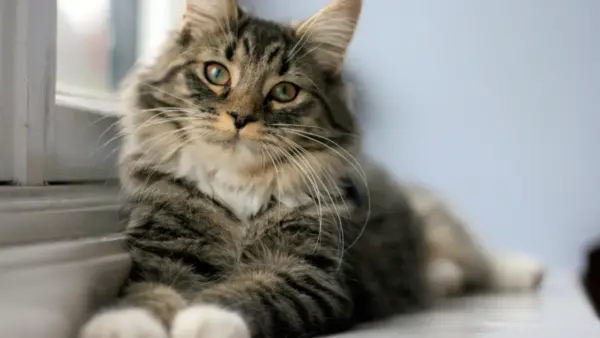 Cat wallpaper