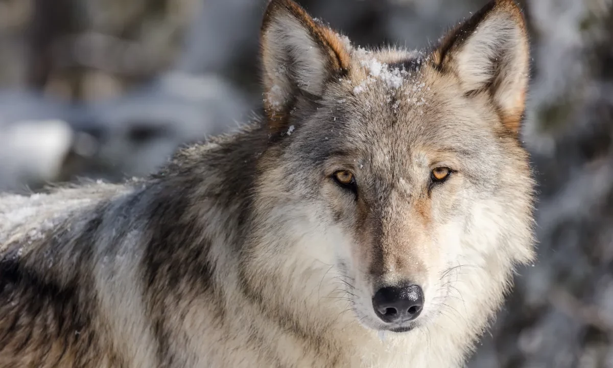 Wolf