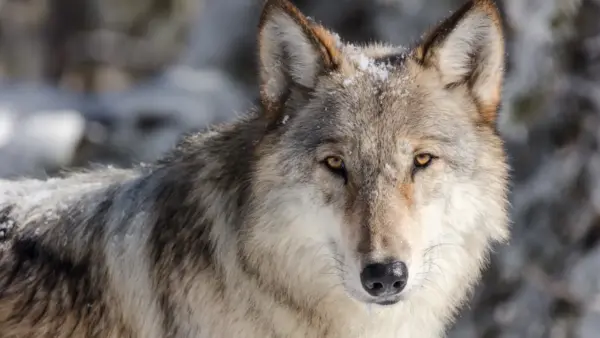 Wolf