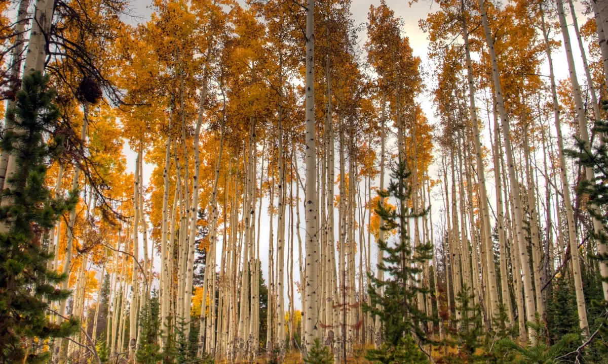 Forest