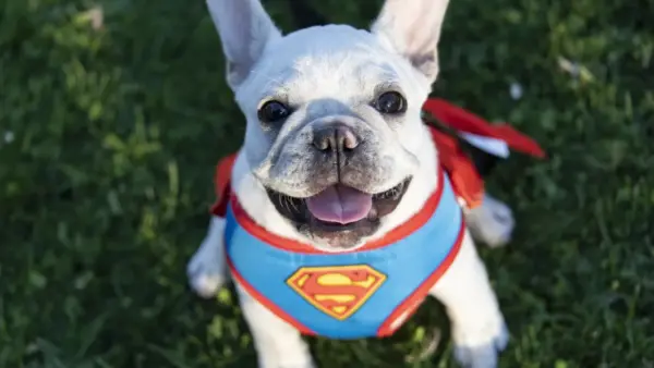 Dog wallpaper