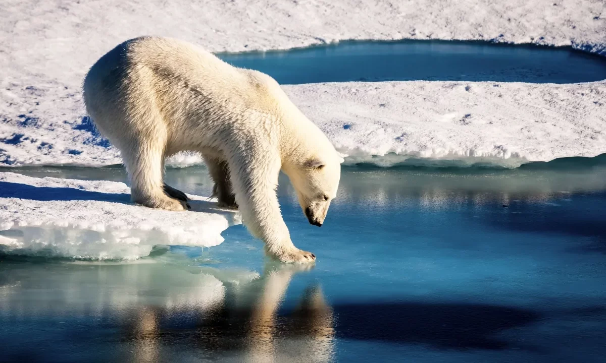 Polar bear