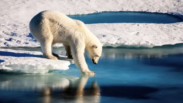 Polar bear
