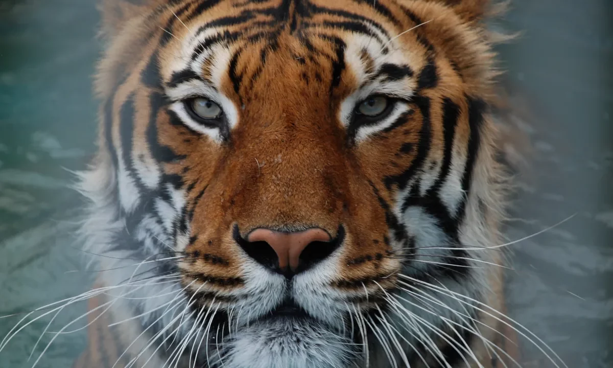 Tiger wallpaper