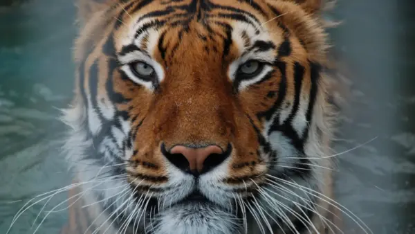 Tiger wallpaper