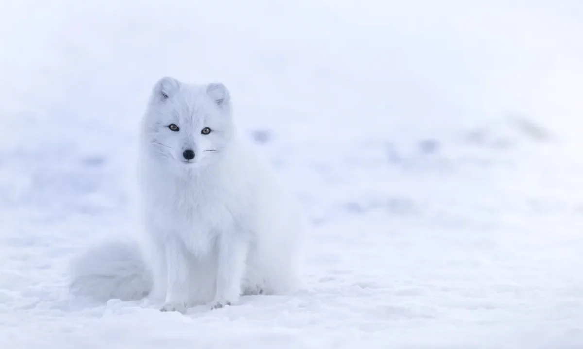 Arctic fox