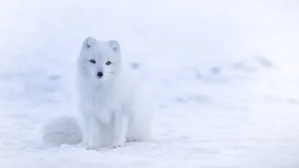 Arctic fox