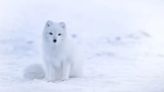 Renard polaire