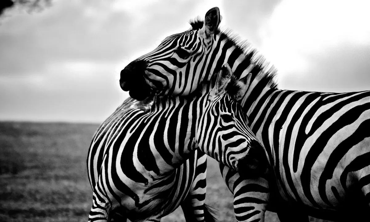 Zebras wallpaper