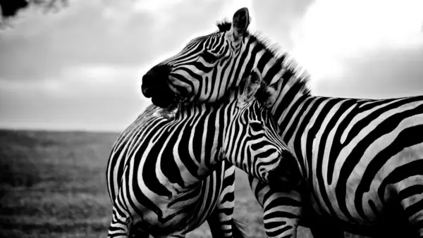 Zebras wallpaper