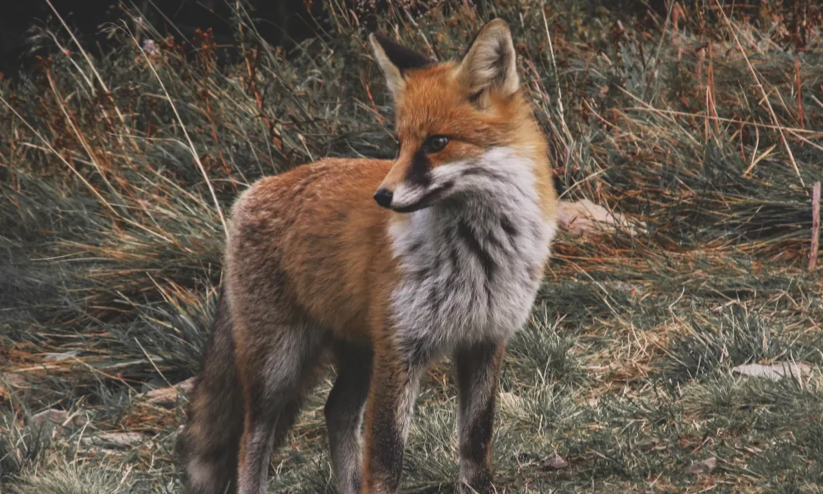 Renard