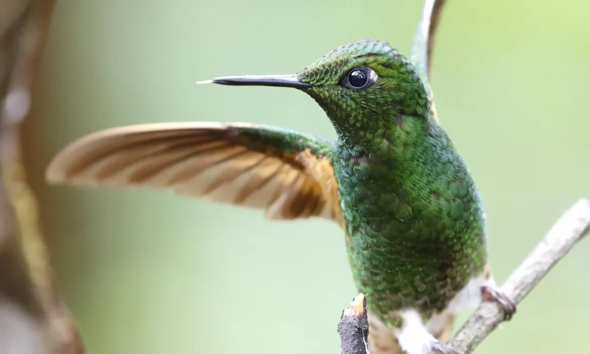 Bird wallpaper