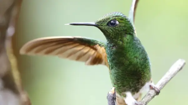 Bird wallpaper