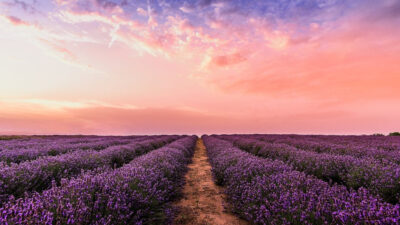 Champ de fleurs