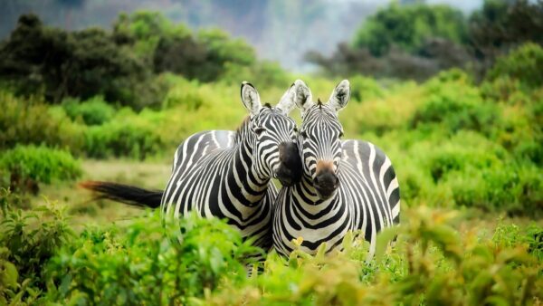 Zebras wallpaper