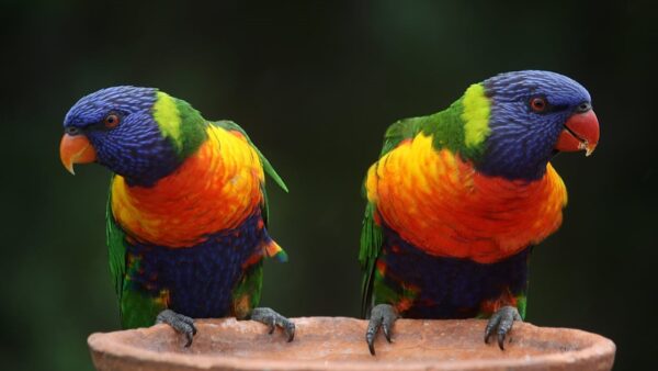 Lorikeets