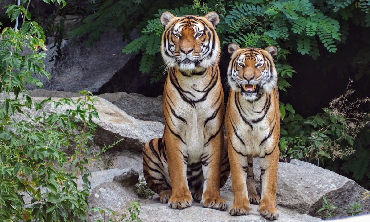 Tigers wallpaper