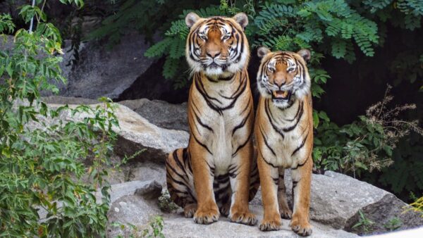 Tigers wallpaper