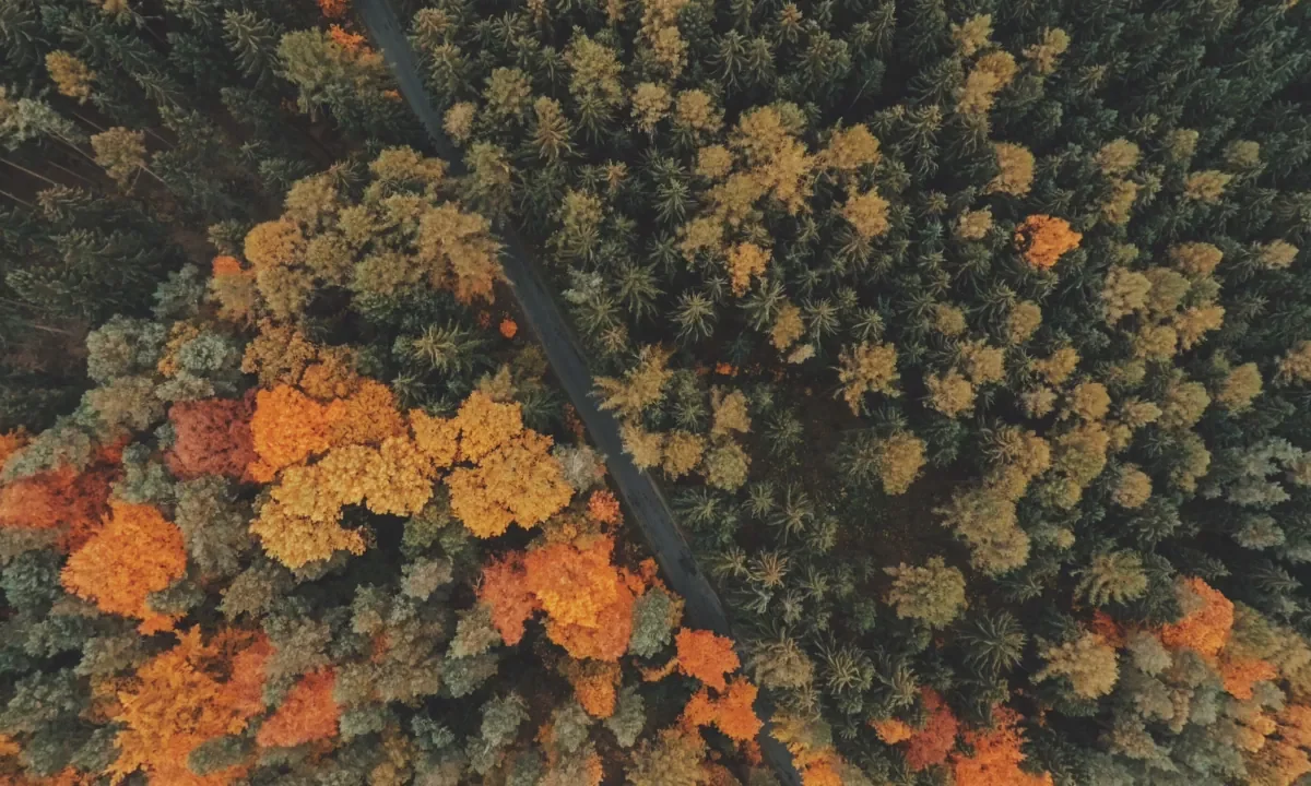 Paysage