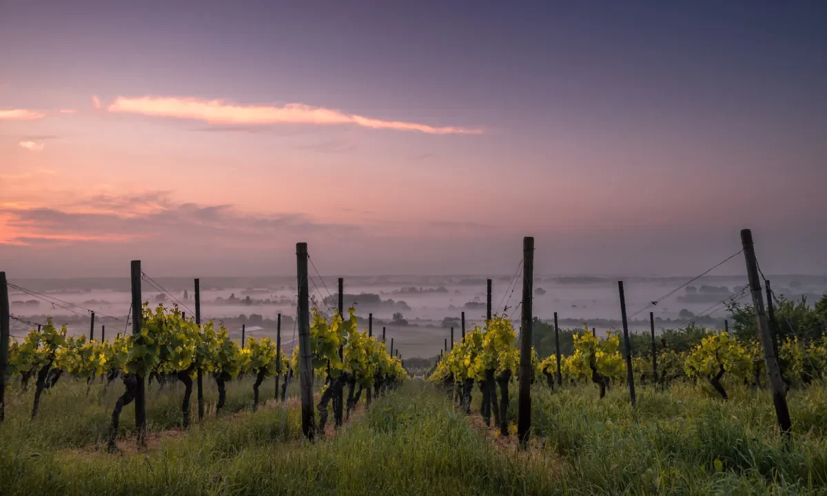 Vineyard