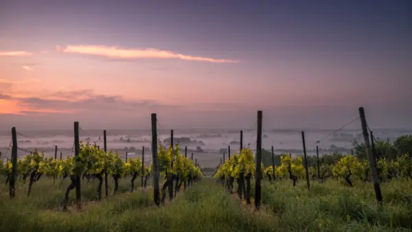 Vignoble