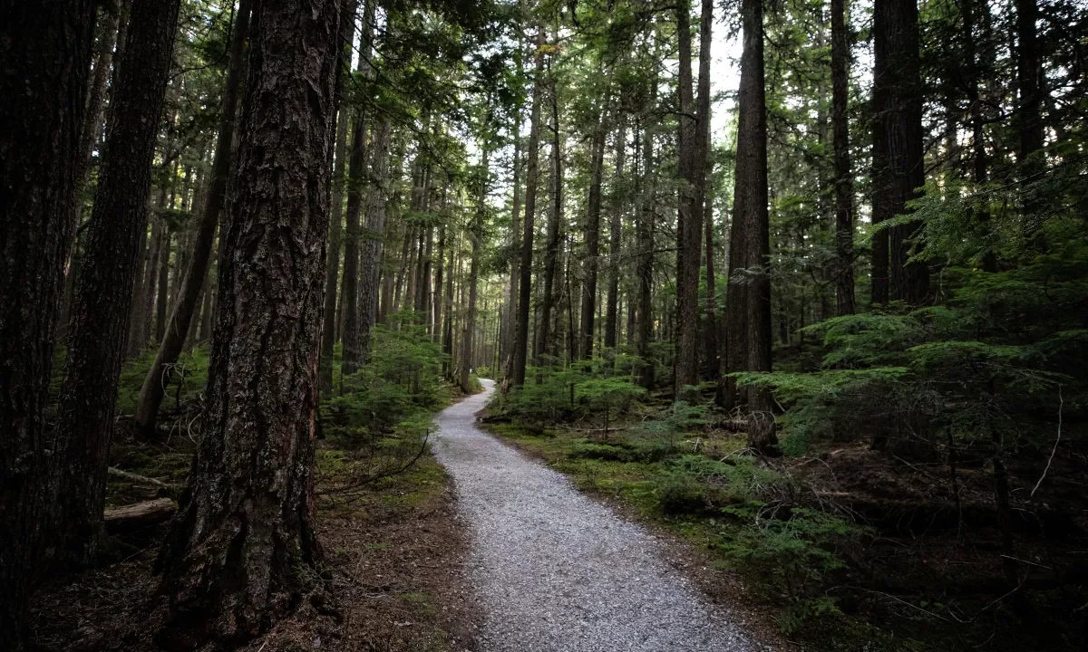 Forest